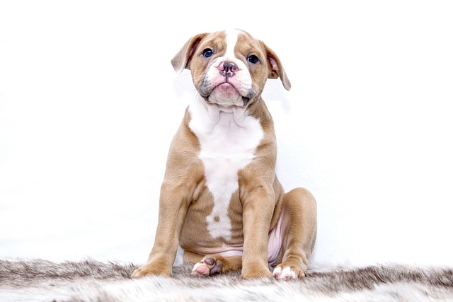 De gouden tip voor het verlichten van diarree bij honden